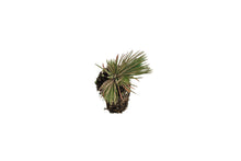 Load image into Gallery viewer, Bristlecone Pine | Pinus aristata | Small Tree Seedling | The Jonsteen Company