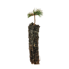Load image into Gallery viewer, Bristlecone Pine | Pinus aristata | Small Tree Seedling | The Jonsteen Company