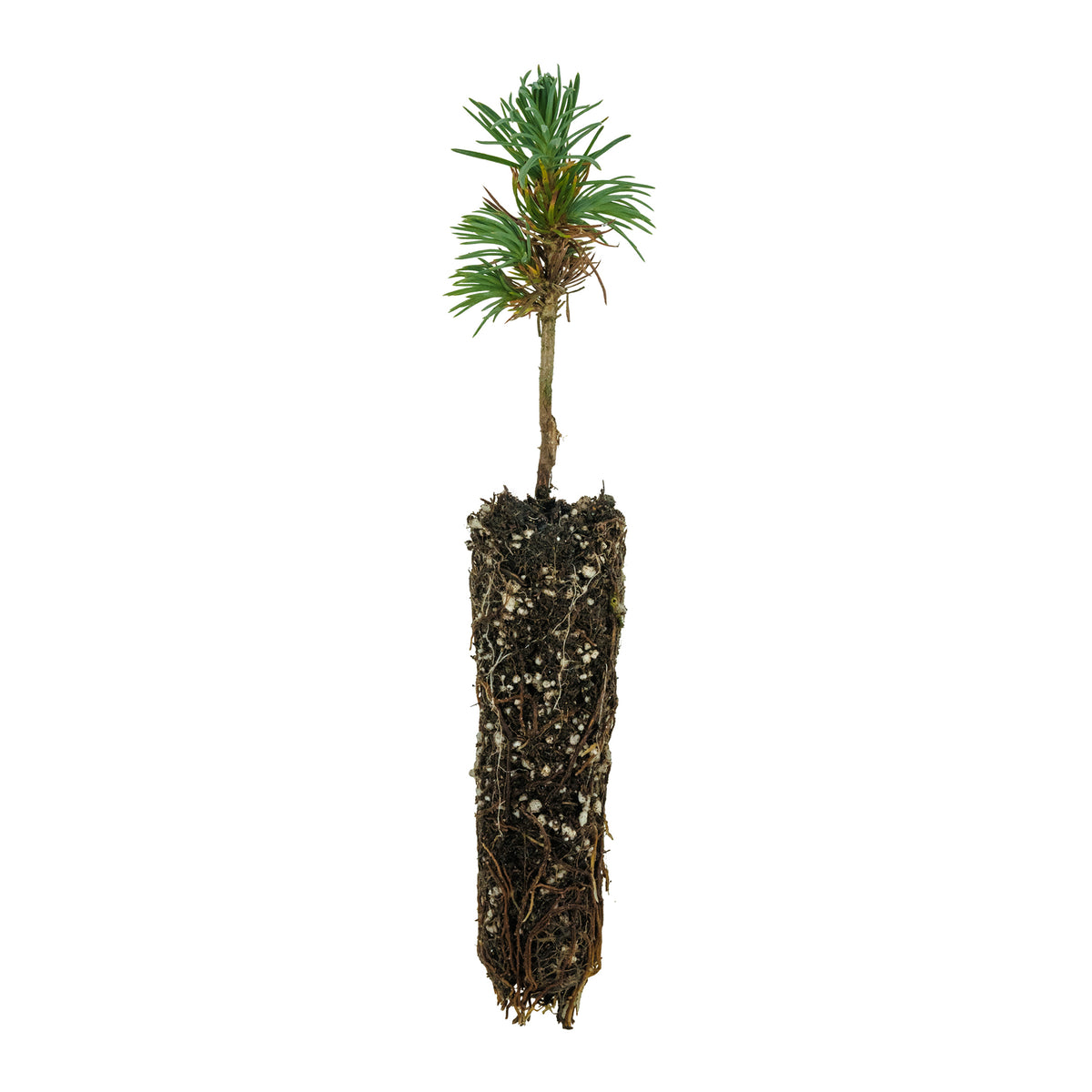 Bristlecone Pine | Pinus longaeva | Small Tree Seedling – The Jonsteen ...