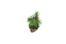 Load image into Gallery viewer, Bristlecone Pine | Pinus longaeva | Small Tree Seedling | The Jonsteen Company