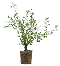 Load image into Gallery viewer, Bonsai Special | Cork Oak (C10)