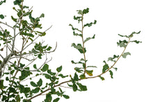 Load image into Gallery viewer, Bonsai Special | Cork Oak (C10)