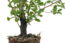 Load image into Gallery viewer, Bonsai Special | Cork Oak (C10)
