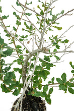 Load image into Gallery viewer, Bonsai Special | Cork Oak (C10)