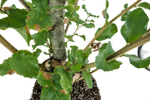 Load image into Gallery viewer, Bonsai Special | Cork Oak (C10)