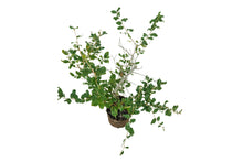 Load image into Gallery viewer, Bonsai Special | Cork Oak (C10)