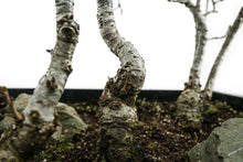 Load image into Gallery viewer, Bonsai Special | English Oak Forest