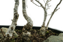 Load image into Gallery viewer, Bonsai Special | English Oak Forest