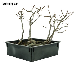 Bonsai Special | English Oak Forest (C10)