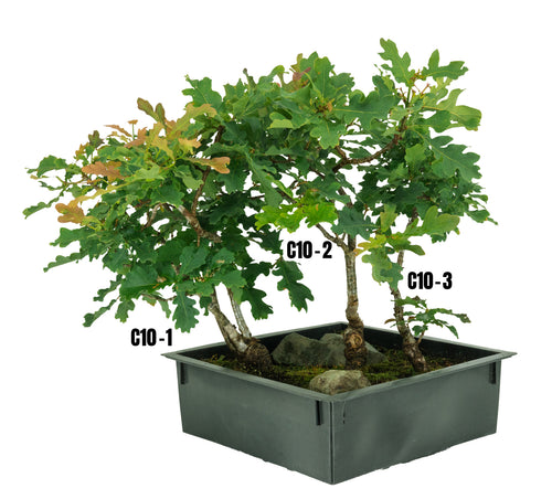 Bonsai Special | English Oak Forest (C10)