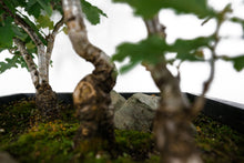 Load image into Gallery viewer, Bonsai Special | English Oak Forest (C10)