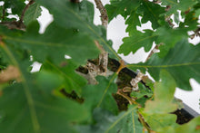 Load image into Gallery viewer, Bonsai Special | English Oak Forest (C10)