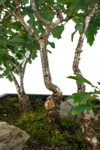 Bonsai Special | English Oak Forest (C10)