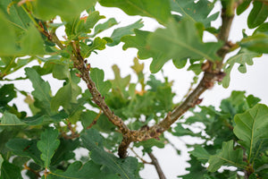 Bonsai Special | English Oak Forest (C10)