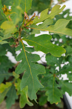 Load image into Gallery viewer, Bonsai Special | English Oak Forest (C10)