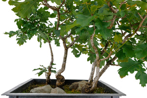 Bonsai Special | English Oak Forest (C10)