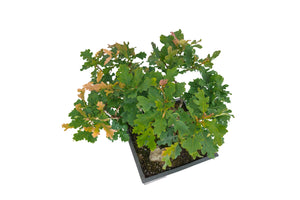 Bonsai Special | English Oak Forest (C10)