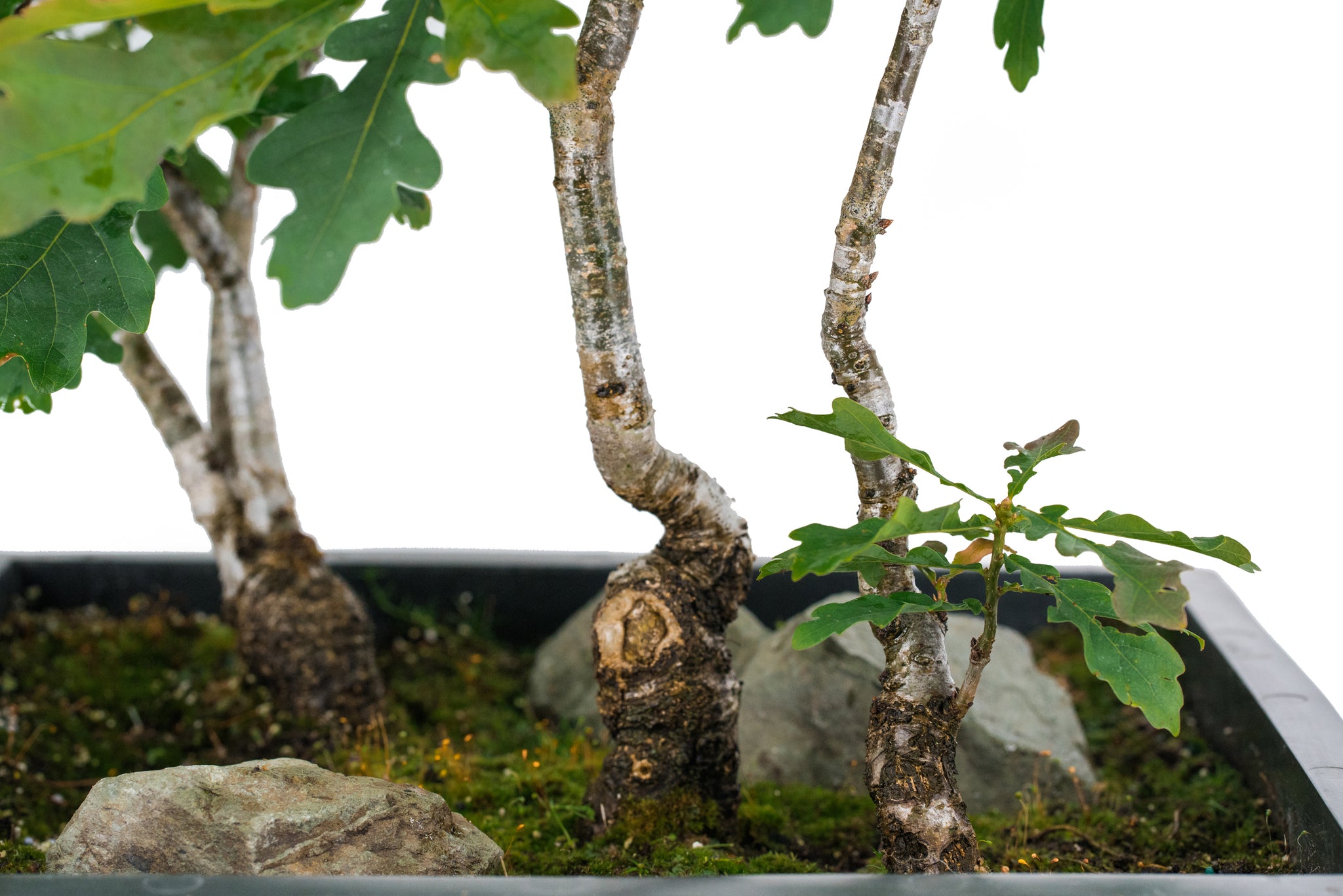 english oak bonsai tree for sale Bonsai Special