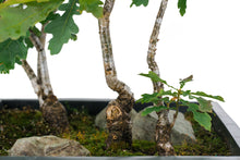 Load image into Gallery viewer, Bonsai Special | English Oak Forest (C10)