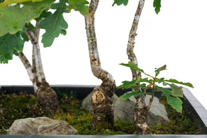 Bonsai Special | English Oak Forest (C10)