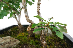 Bonsai Special | English Oak Forest (C10)