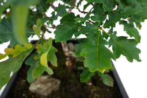 Bonsai Special | English Oak Forest (C10)