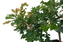 Load image into Gallery viewer, Bonsai Special | English Oak Forest (C10)