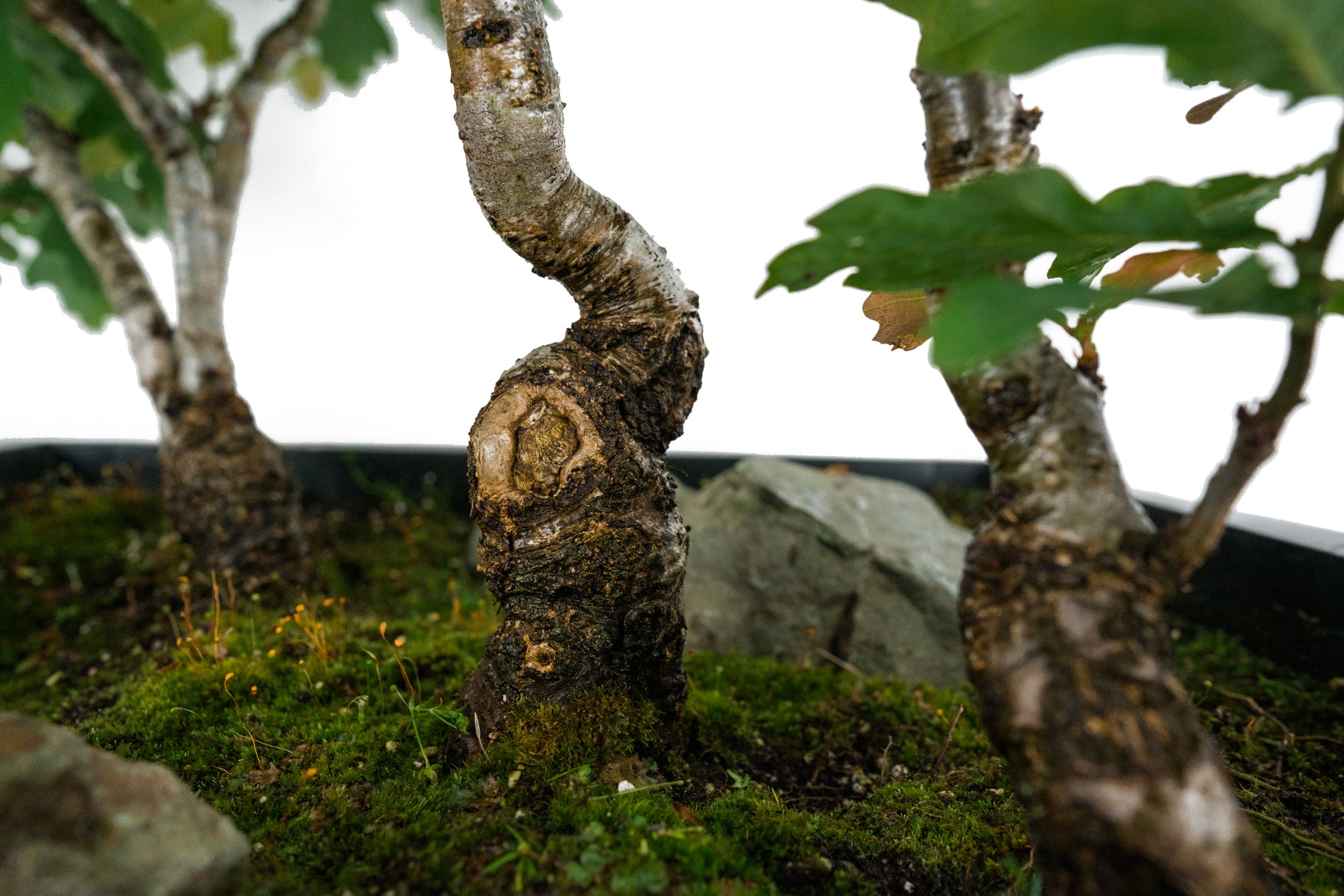 bonsai english oak tree Bonsai Special