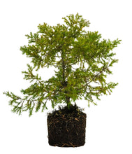 Load image into Gallery viewer, Bonsai Special | Eastern Redcedar (C1)