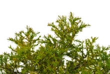 Load image into Gallery viewer, Bonsai Special | Eastern Redcedar (C1)
