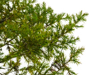 Load image into Gallery viewer, Bonsai Special | Eastern Redcedar (C1)