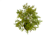 Load image into Gallery viewer, Bonsai Special | Eastern Redcedar (C1)