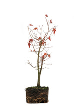 Load image into Gallery viewer, Bonsai Special | Japanese Maple (C1)