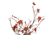 Load image into Gallery viewer, Bonsai Special | Japanese Maple (C1)