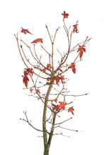 Load image into Gallery viewer, Bonsai Special | Japanese Maple (C1)