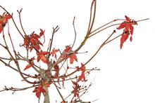 Load image into Gallery viewer, Bonsai Special | Japanese Maple (C1)