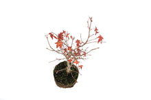 Load image into Gallery viewer, Bonsai Special | Japanese Maple (C1)