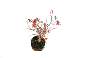 Bonsai Special | Japanese Maple (C1)