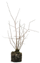 Load image into Gallery viewer, Bonsai Special | Silver Birch Cluster (C1)