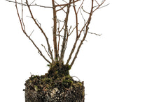 Load image into Gallery viewer, Bonsai Special | Silver Birch Cluster (C1)