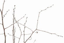 Load image into Gallery viewer, Bonsai Special | Silver Birch Cluster (C1)