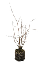 Load image into Gallery viewer, Bonsai Special | Silver Birch Cluster (C1)
