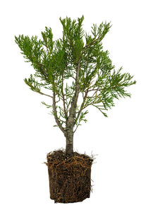 Bonsai Special | Incense Cedar (C2)