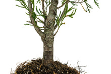 Load image into Gallery viewer, Bonsai Special | Incense Cedar (C2)