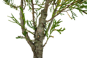 Bonsai Special | Incense Cedar (C2)