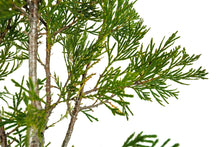 Load image into Gallery viewer, Bonsai Special | Incense Cedar (C2)