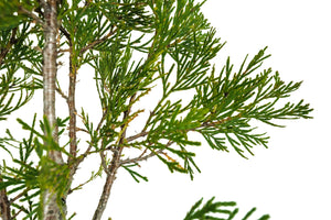 Bonsai Special | Incense Cedar (C2)