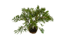 Load image into Gallery viewer, Bonsai Special | Incense Cedar (C2)