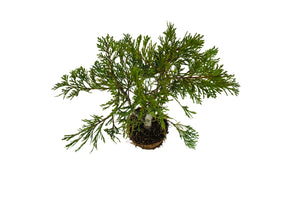 Bonsai Special | Incense Cedar (C2)