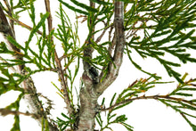 Load image into Gallery viewer, Bonsai Special | Incense Cedar (C2)